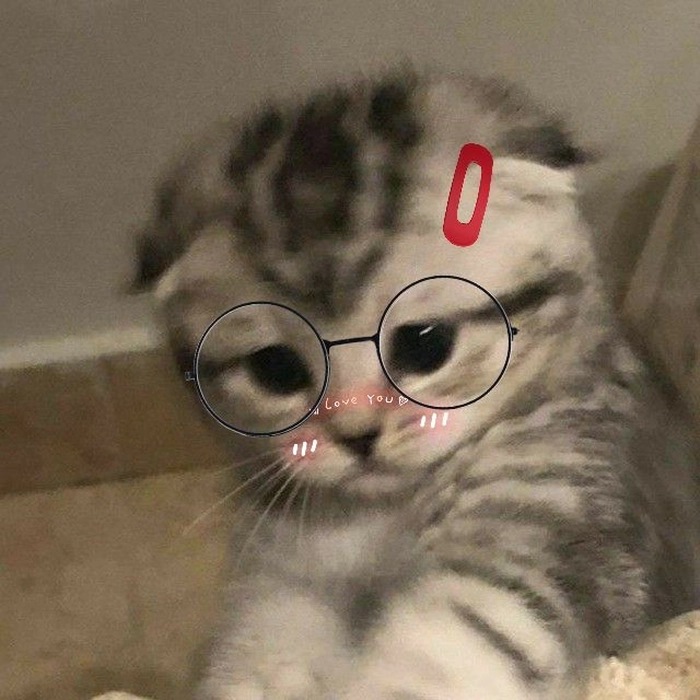 Meme con mèo đeo kính