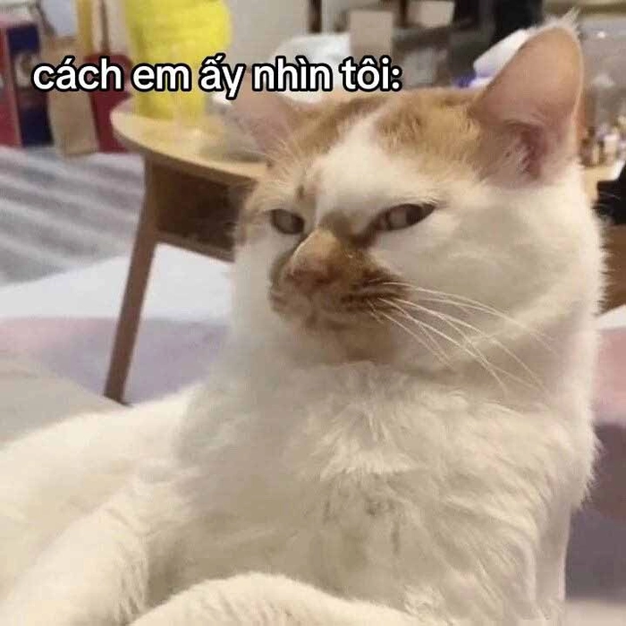 Meme con mèo lườm buồn cười