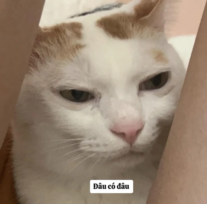 Meme con mèo lườm nhìn xoáy