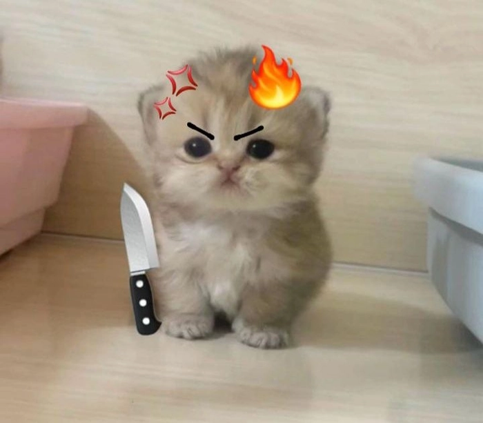 Meme con mèo tức giận cute