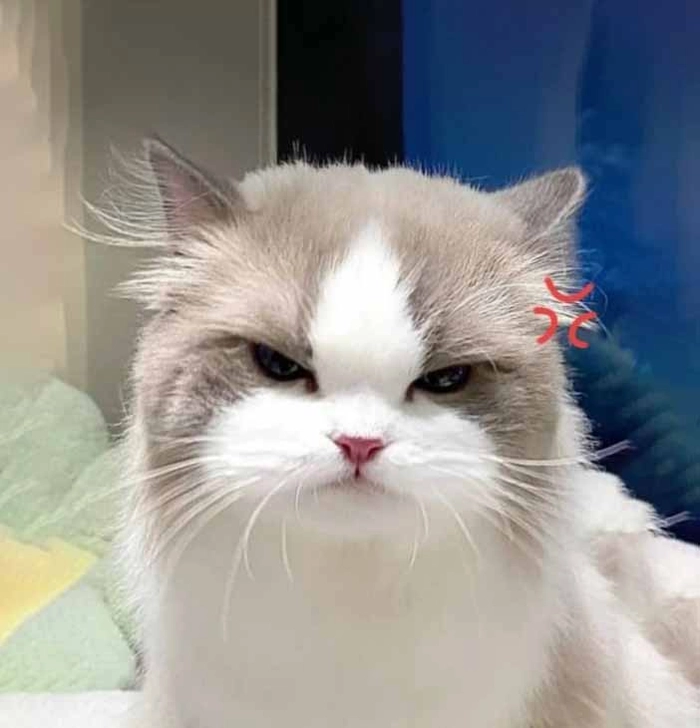 Meme con mèo tức giận phản ứng