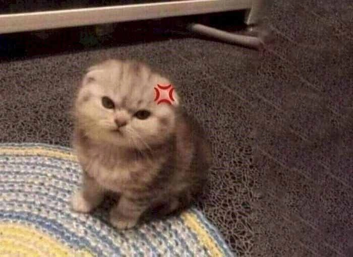 Meme con mèo tức giận