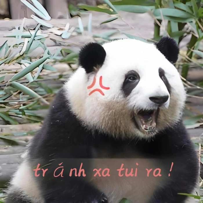 Meme gấu trúc dỗi chế vui bá đạo