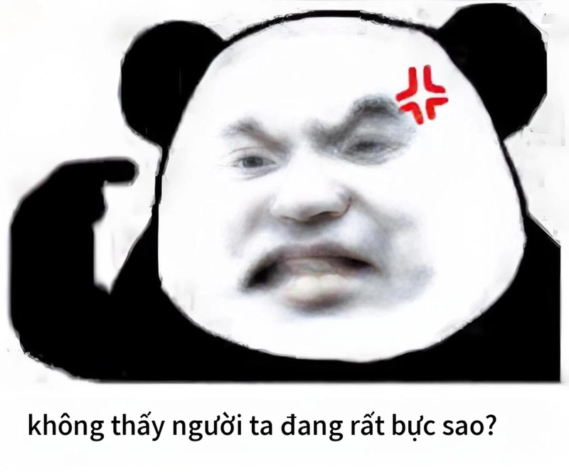 Meme gấu trúc mất ngủ siêu hài