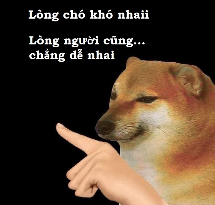 Meme lầy lòng chó khó nhai