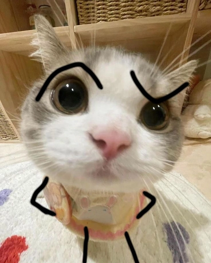 Meme mèo The Rock chế lườm ngầu