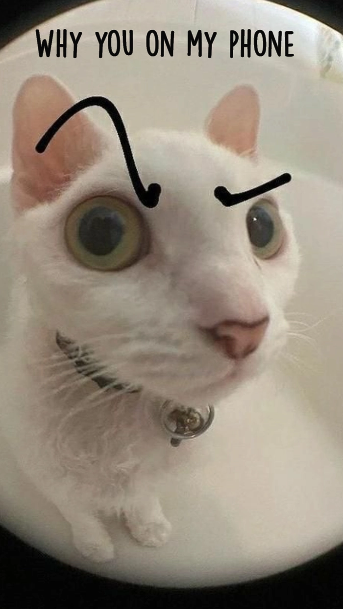 Meme mèo The Rock cực chất
