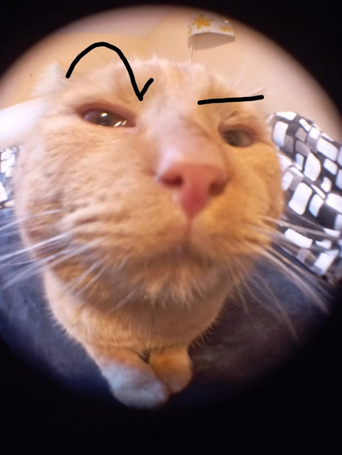Meme mèo The Rock cute hài hước
