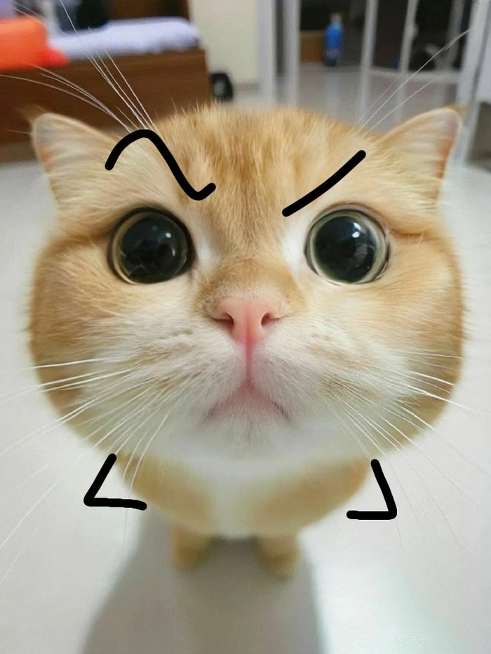 Meme mèo The Rock lườm bá đạo