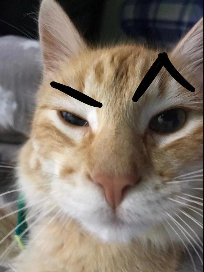 Meme mèo The Rock nhìn khinh khỉnh