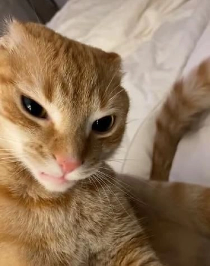 Meme mèo cam lườm gắt