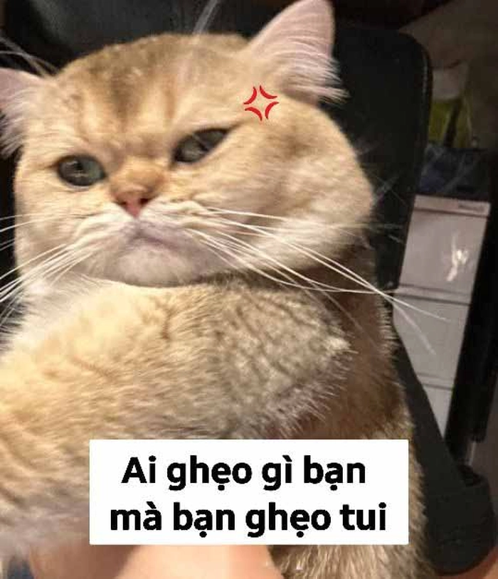 Meme mèo cam lườm ngầu