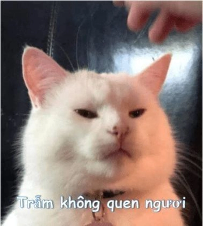 Meme mèo cam lườm troll nhẹ