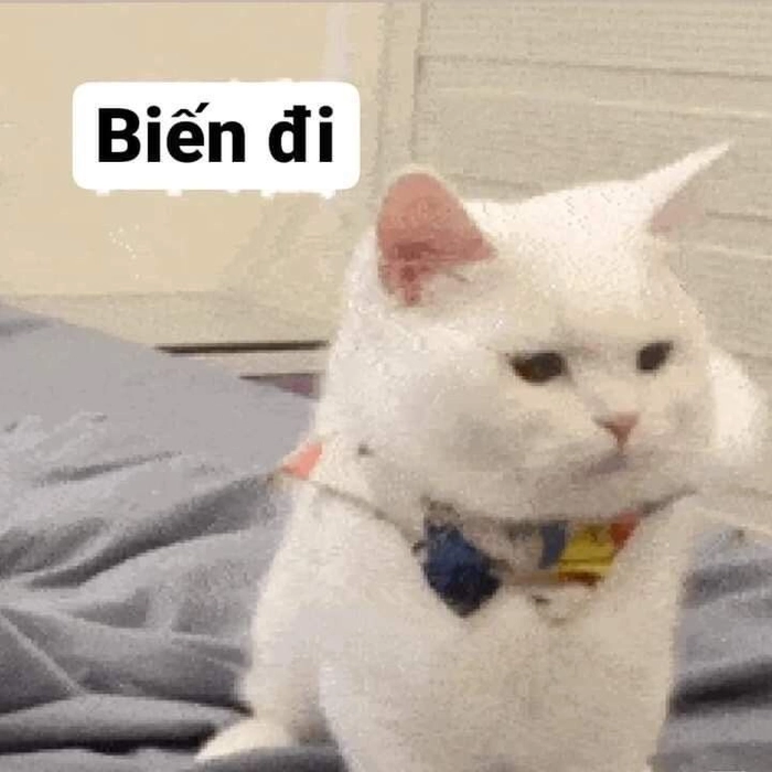 Meme mèo đen tức giận