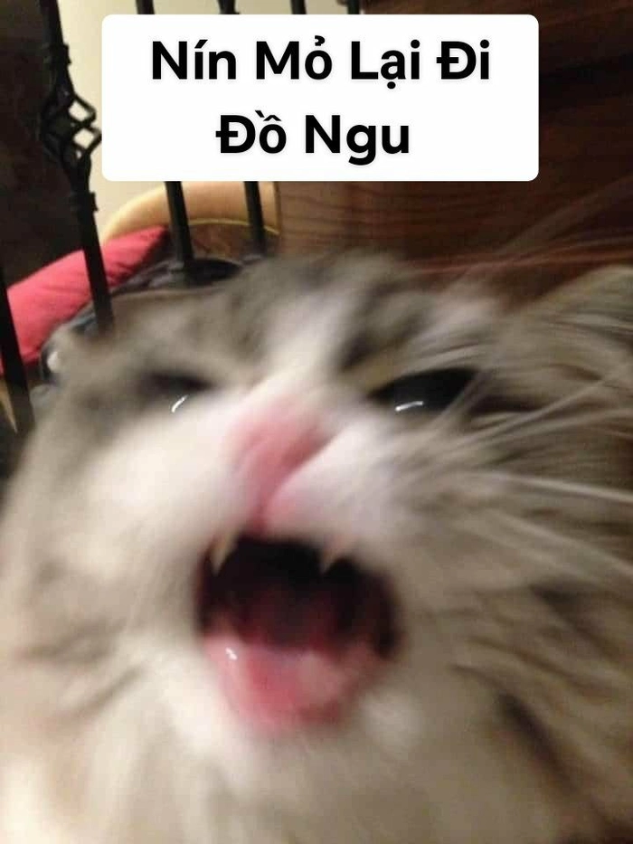 Meme mèo đen tức giận cute