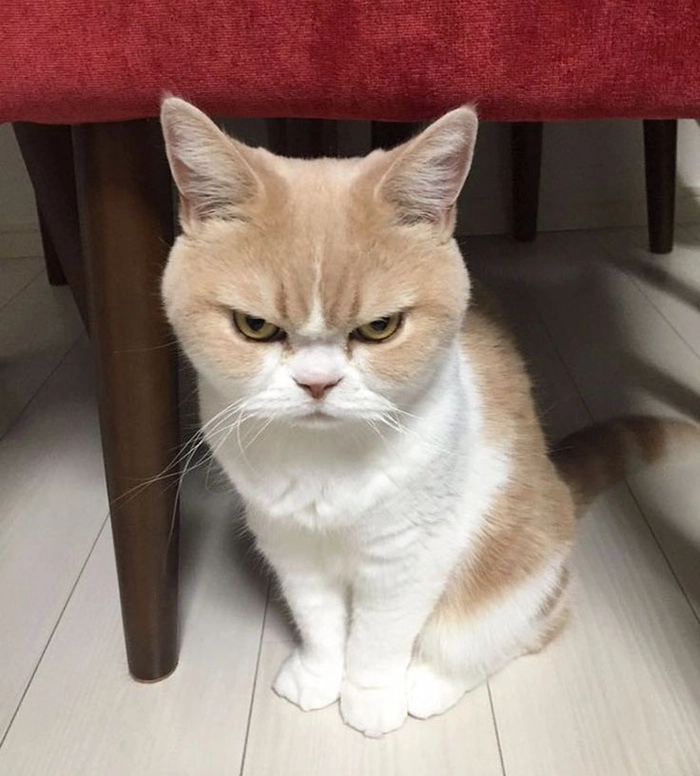 Meme mèo đen tức giận nổi bật