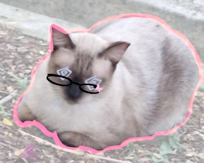 Meme mèo đeo kính cute