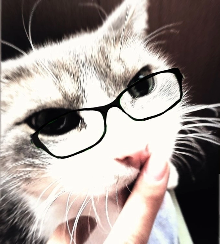 Meme mèo đeo kính ngầu