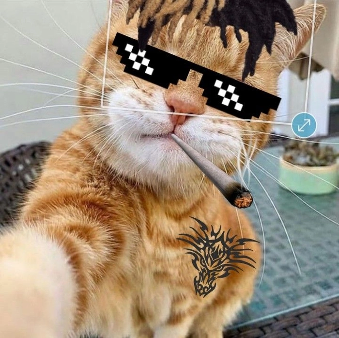 Meme mèo đeo kính siêu ngầu