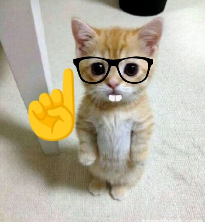 Meme mèo đeo kính troll
