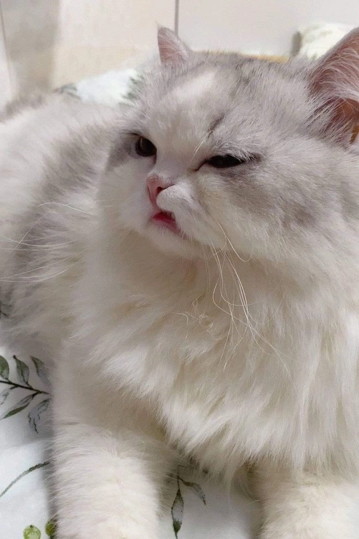 Meme mèo lườm cực mặn