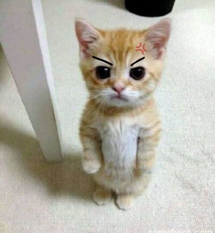 Meme mèo tức giận