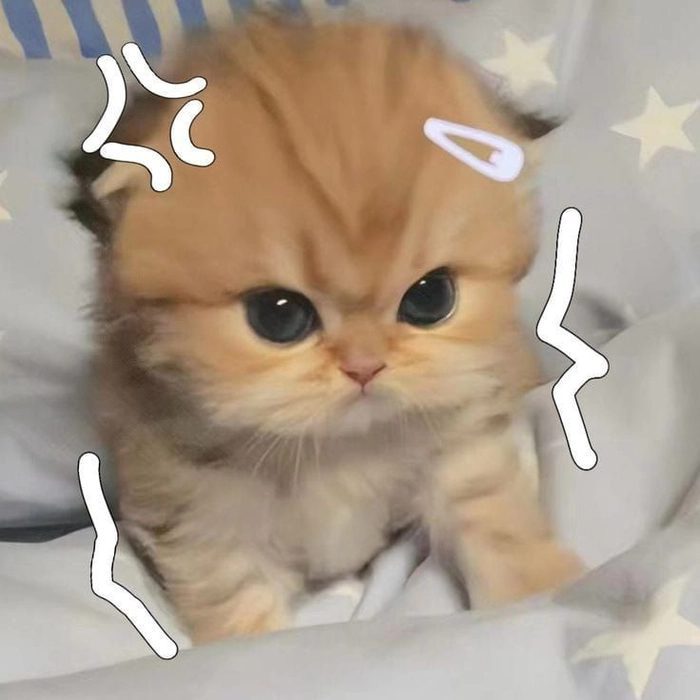 Meme mèo tức giận biểu cảm