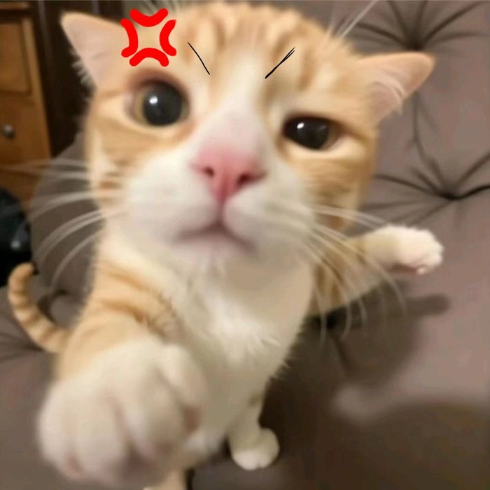 Meme mèo tức giận cute