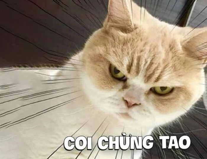 Meme mèo tức giận khó đỡ