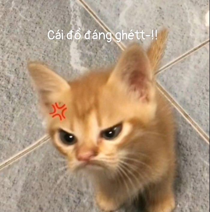 Meme mèo tức giận meme chất lượng