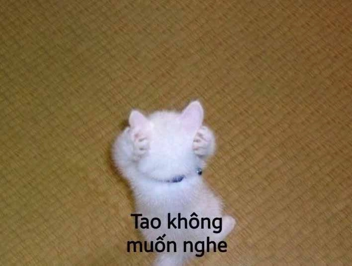 Meme mèo tức giận troll