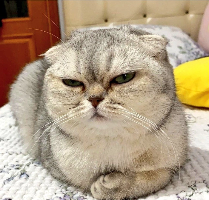 Mèo lườm meme khi tức giận