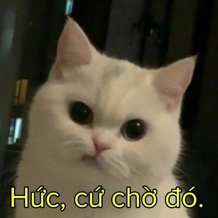 Mèo lườm meme không cảm xúc