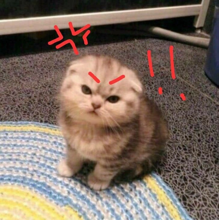 Mèo tức giận meme chất