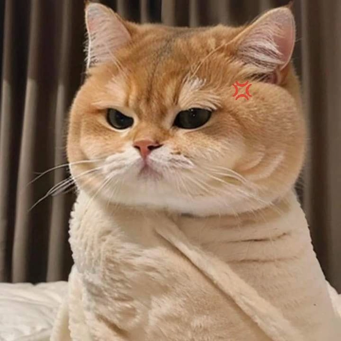 Mèo tức giận meme siêu gắt