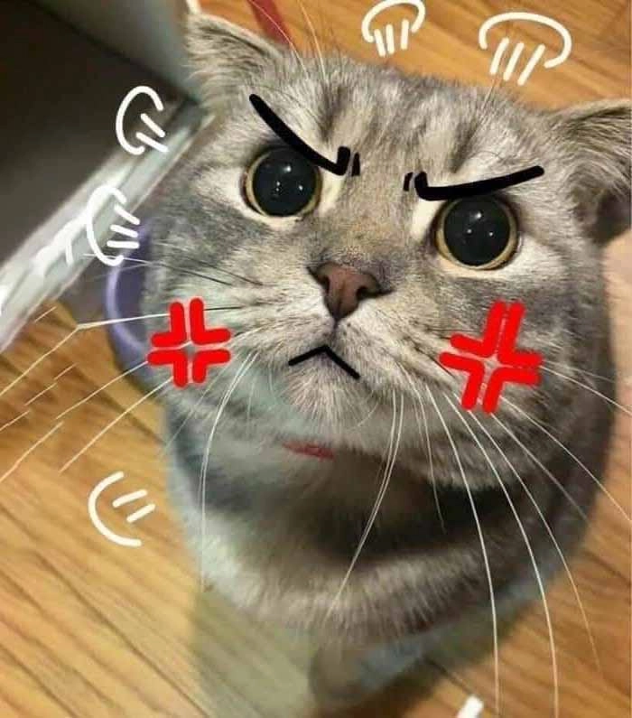 Mèo tức giận meme viral