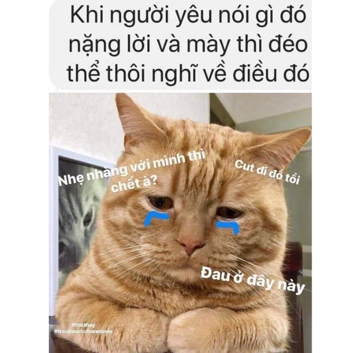 Ảnh chế meme mèo đau ở đây này