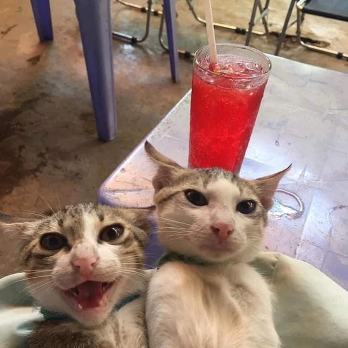 Ảnh chế meme mèo uống sting hài