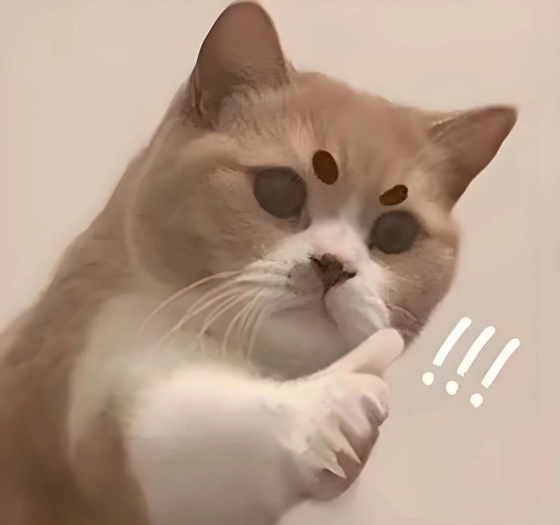 Ảnh chế mèo like meme hot trend
