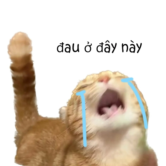 Ảnh chế vui meme mèo đau ở đây này