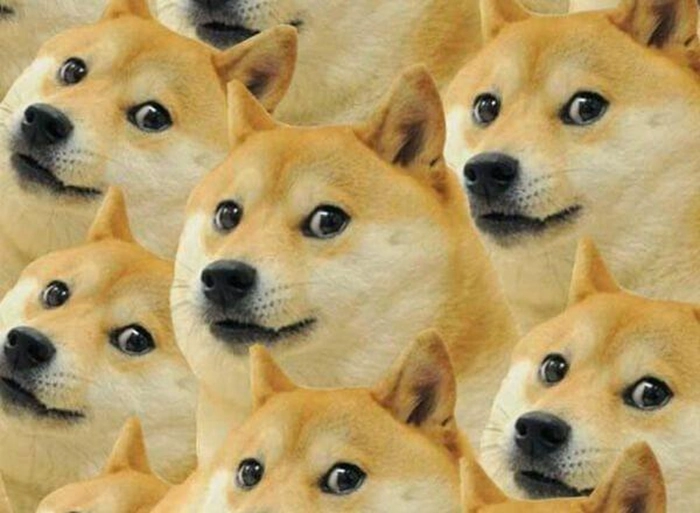 Ảnh chó vàng chế troll vui nhộn