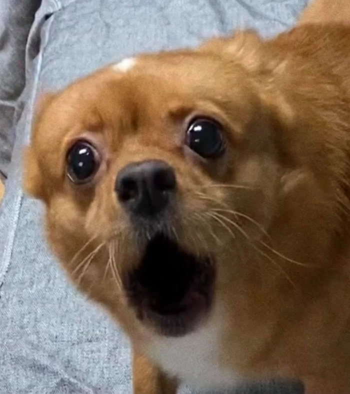 Ảnh chó vàng meme troll vui nhộn