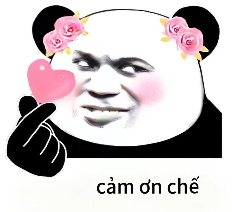 Ảnh gấu trúc cảm ơn lầy lội
