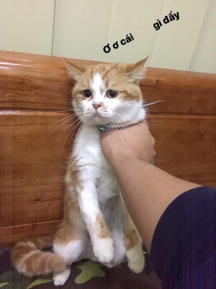 Ảnh meme bóp cổ hài chất lừ