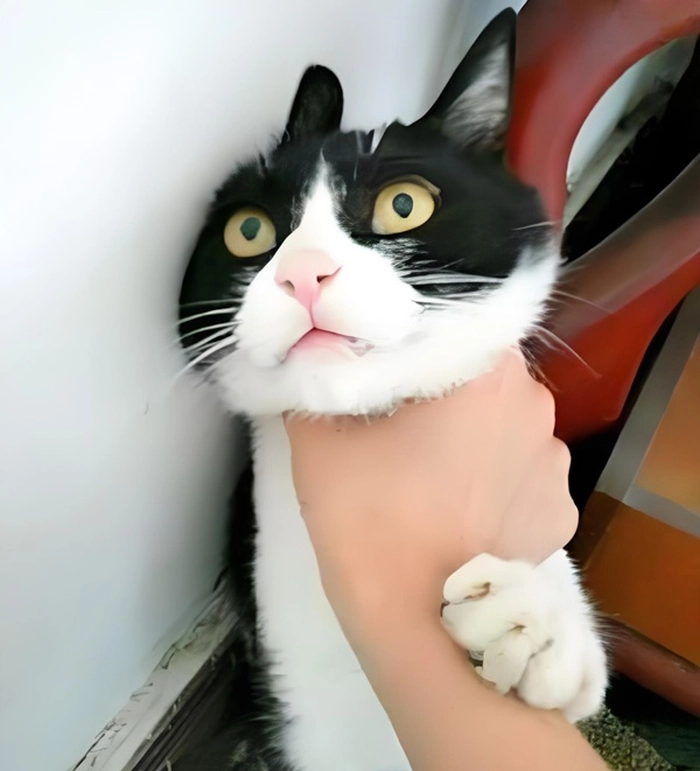 Ảnh meme bóp cổ siêu bá đạo vui nhộn