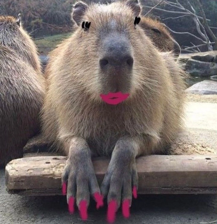 Ảnh meme capybara chất bá đạo