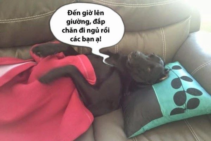 Ảnh meme chúc ngủ ngon hài hước