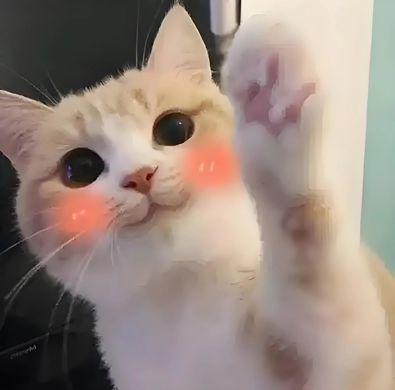 Ảnh meme đáng yêu dễ thương