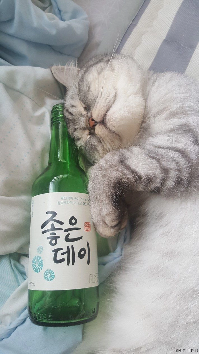 Ảnh meme mèo uống rượu hài hước