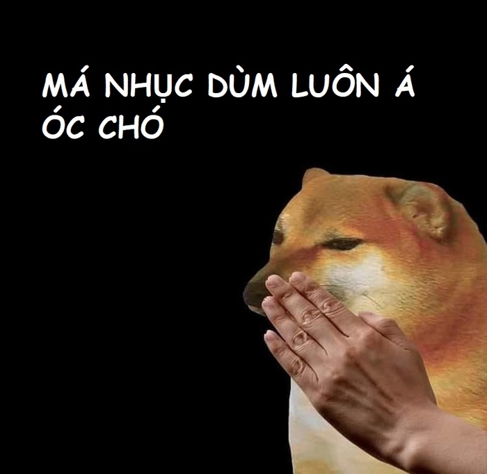 Ảnh meme óc chó độc đáo siêu lầy